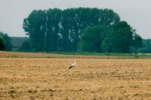 Storch auf einem Acker in Norddeutschland