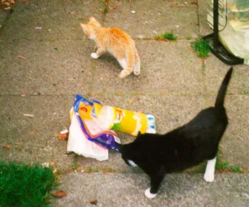  Sehr zutrauliche Katzen auf dem Zeltplatz in Bad Zwischenahn